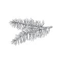 Hand Drawn Christmas Pine Twig Fir-Needle Vector Illustration. Abstract Rustic Sketch. Winter Holiday Engraving Style