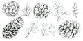 Hand drawn Christmas plants. Black pine branch, fir, eucalyptus Royalty Free Stock Photo