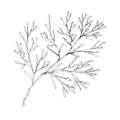 Hand drawn Christmas plants. pine branch isolated on white background.