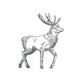 Hand Drawn Christmas Reindeer or Deer Vector Illustration. Abstract Rustic Sketch. Winter Holiday Engraving Style