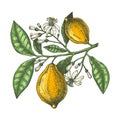 Hand drawn citrus fruits - Lemon branch. Vector sketch of highly detailed lemons tree with leaves, fruits and flowers sketches. Royalty Free Stock Photo