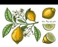 Hand drawn citrus fruits - Lemon branch. Vector sketch of highly detailed lemons tree with leaves, fruits and flowers sketches. Royalty Free Stock Photo