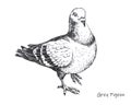 Hand-drawn city grey pigeon pen drawing