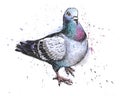 Hand drawn city grey pigeon watercolor drawing