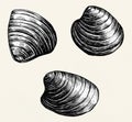 Hand drawn bivalve mollusk