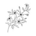 Hand drawn clematis floral illustration