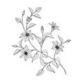 Hand drawn clematis floral illustration
