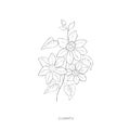 Hand drawn clematis flower.Plant design elements.