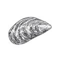 Hand Drawn Closed Mussel Shell Vector Illustration. Abstract Seafood Sketch. Mollusk Engraving Style Drawing. Isolated