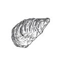 Hand Drawn Closed Oyster Shell Vector Illustration. Abstract Seafood Sketch. Mollusk Engraving Style Drawing. Isolated