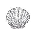 Hand Drawn Closed Scallop Shell Vector Illustration. Abstract Seafood Sketch. Mollusk Engraving Style Drawing. Isolated