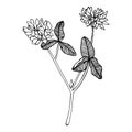 Hand-drawn Clover set. Black on white Royalty Free Stock Photo