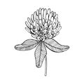 Hand-drawn Clover set. Black on white Royalty Free Stock Photo