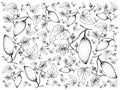 Hand Drawn of Coccinia Grandis Fruits or Ivy Gourd Background Royalty Free Stock Photo