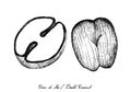 Hand Drawn of Coco de Mer or Double Coconut Fruits Royalty Free Stock Photo