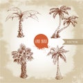 Hand drawn coco palm trees sketch set. Royalty Free Stock Photo