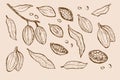 Hand-drawn cocoa beans and leaves sketch set for chocolate designs Royalty Free Stock Photo
