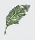 Hand drawn coconut leaf