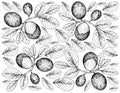 Hand Drawn of Cocoplum Fruits on White Background Royalty Free Stock Photo