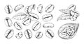 Hand drawn coffee beans. Engraved arabic seeds for barista shop menu and beverage packaging. Espresso ingredient. Sketch