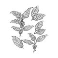 Hand drawn coffee leaf vector - Coffee bean vector