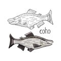 Hand drawn coho fish black and white and color isolated on white background. Vector coho fish Royalty Free Stock Photo