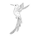 Hand-drawn colibri illustration. Humming bird sketch on white background. Cute small bird tropical  illustration. Exotic animals Royalty Free Stock Photo