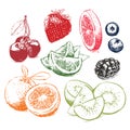 Hand drawn collection of fruits sketch. Vector illustration.