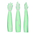 Hand drawn color asparagus illustration. Organic fresh vegetable illustration isolated on white background. Retro vegetable Royalty Free Stock Photo