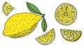 Hand drawn of color lemon or lime fruits,set. Whole lemon with leaves, sliced, half. Vector illustration