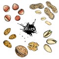 Hand drawn color vector illustration of walnuts, hazelnuts, pistachios, peanuts, almonds. sketch. Vector eps 8
