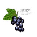 Hand drawn colored black currant branch, leaf and berry. Engraved vector illustration. Blackberry agriculture plant