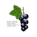 Hand drawn colored black currant branch, leaf and berry. Engraved vector illustration. Blackberry agriculture plant