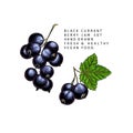 Hand drawn colored black currant branch, leaf and berry. Engraved vector illustration. Blackberry agriculture plant