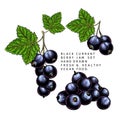 Hand drawn colored black currant branch, leaf and berry. Engraved vector illustration. Blackberry agriculture plant