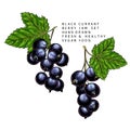 Hand drawn colored black currant branch, leaf and berry. Engraved vector illustration. Blackberry agriculture plant