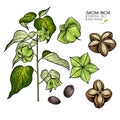 Hand drawn colored sacha inchi plant and seed. Engraved vector illustration. Medical, cosmetic plant. Moisturizing serum