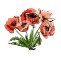 Hand drawn colored sketch composition with poppy flowers isolated on white background.