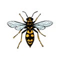 Hand drawn colored wasp isolated on white. Vector illustration in sketch style