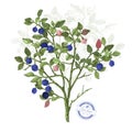 Hand drawn bilberry bush Royalty Free Stock Photo