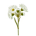 Hand drawn colorful bouquet of chamomile flowers isolated on whi Royalty Free Stock Photo