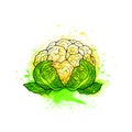 Hand drawn colorful bright fresh cauliflower cabbage salad. Outline, white background.