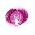 Hand drawn colorful bright fresh red radicchio cabbage lettuce s Royalty Free Stock Photo