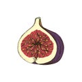 Hand drawn colorful fig half Royalty Free Stock Photo