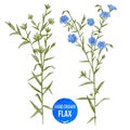 Hand drawn colorful flax flowers and seeds