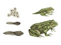 Hand drawn colorful frog metamorphosis Royalty Free Stock Photo