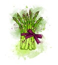 Hand drawn colorful green fresh asparagus bound with a ribbon bo Royalty Free Stock Photo