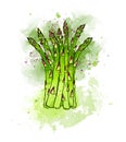 Hand drawn colorful green fresh asparagus. Watercolors, white ba