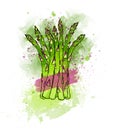Hand drawn colorful green fresh asparagus. Watercolors, white ba