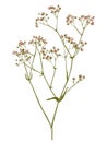 Hand drawn gypsophila branch Royalty Free Stock Photo